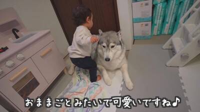 1歳の女の子が大型犬にお布団をかけ、トントンしたら…とんでもなく尊い『悶絶級の光景』が13万再生　幸せ過ぎる光景にほっこりが止まらない
