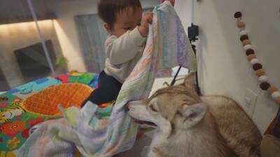 1歳の女の子が大型犬にお布団をかけ、トントンしたら…とんでもなく尊い『悶絶級の光景』が13万再生　幸せ過ぎる光景にほっこりが止まらない