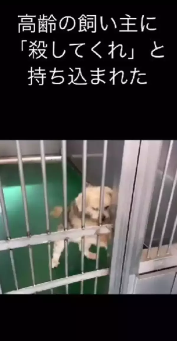 飼い主に裏切られ『殺してくれ』と持ち込まれた12歳の老犬…涙腺崩壊する『嘘のような現在の光景』が48万再生「辛かったね」「ありがとう」