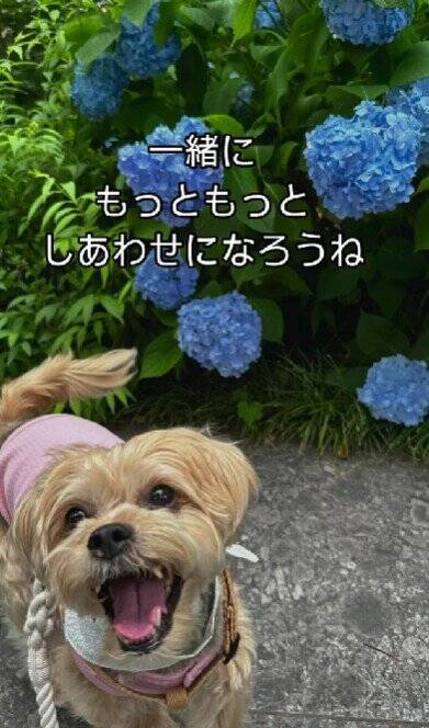 飼い主に裏切られ『殺してくれ』と持ち込まれた12歳の老犬…涙腺崩壊する『嘘のような現在の光景』が48万再生「辛かったね」「ありがとう」