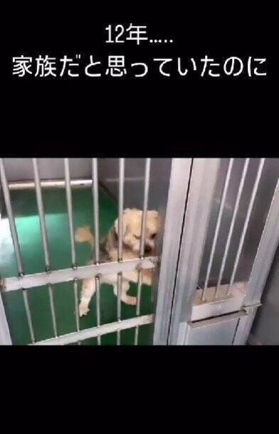 飼い主に裏切られ『殺してくれ』と持ち込まれた12歳の老犬…涙腺崩壊する『嘘のような現在の光景』が48万再生「辛かったね」「ありがとう」