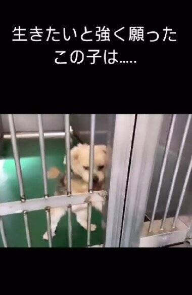 飼い主に裏切られ『殺してくれ』と持ち込まれた12歳の老犬…涙腺崩壊する『嘘のような現在の光景』が48万再生「辛かったね」「ありがとう」