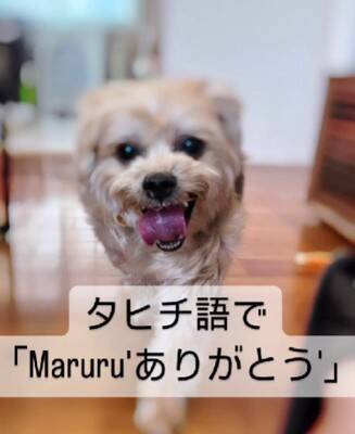 飼い主に裏切られ『殺してくれ』と持ち込まれた12歳の老犬…涙腺崩壊する『嘘のような現在の光景』が48万再生「辛かったね」「ありがとう」