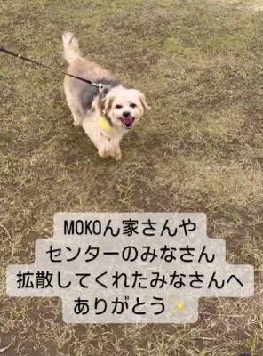 飼い主に裏切られ『殺してくれ』と持ち込まれた12歳の老犬…涙腺崩壊する『嘘のような現在の光景』が48万再生「辛かったね」「ありがとう」