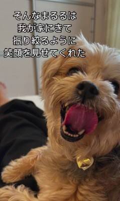 飼い主に裏切られ『殺してくれ』と持ち込まれた12歳の老犬…涙腺崩壊する『嘘のような現在の光景』が48万再生「辛かったね」「ありがとう」