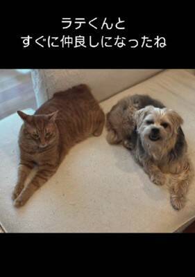 飼い主に裏切られ『殺してくれ』と持ち込まれた12歳の老犬…涙腺崩壊する『嘘のような現在の光景』が48万再生「辛かったね」「ありがとう」