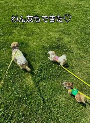 飼い主に裏切られ『殺してくれ』と持ち込まれた12歳の老犬…涙腺崩壊する『嘘のような現在の光景』が48万再生「辛かったね」「ありがとう」