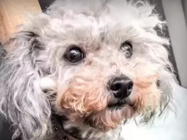 5歳までケージで生きた『元繁殖犬』→人の温もりを知らずに…嘘のような『現在の光景』が51万再生「涙が止まらない」「幸せ溢れてる」と感動