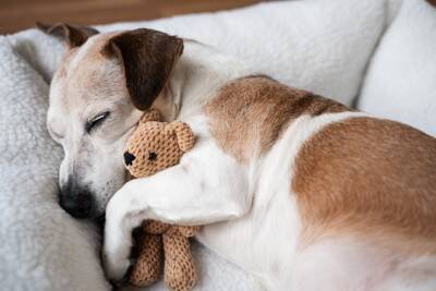 犬を不快にさせる『ベッド・寝床』3つの特徴　改善すべき理由から環境の整え方まで解説