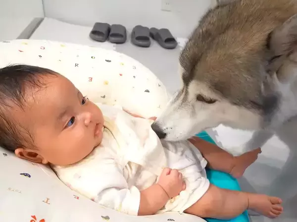 赤ちゃんが『至近距離で大型犬と触れ合った』結果→怖がるかなと思ったら…まさかの光景が24万再生「立派なお兄ちゃん」「人間みたい」