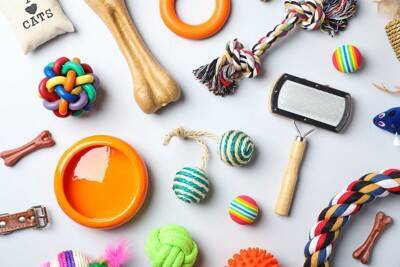 犬が『大好きな色』3選　どのように見えているの？見えづらい色までご紹介