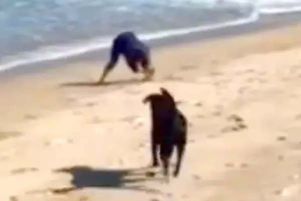 海の砂で山を作っていたら、大型犬が近づいてきて…芸人顔負けの『お笑いを分かっている光景』が41万再生「英才教育ｗｗ」「ルンルン笑顔ｗ」