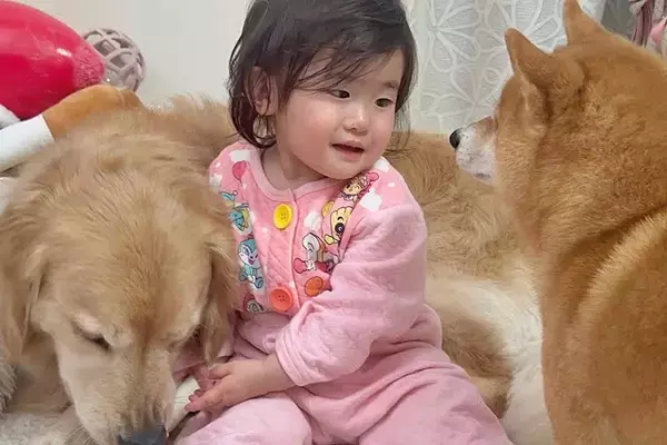 1歳の女の子が『生まれた時から犬と過ごした』結果→言葉は通じなくても…目と目での『意思疎通』が21万再生「本当の兄妹…」「笑顔になる」