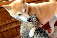 猫のことが大好きすぎる犬→愛が溢れて『チューをした』結果…思わず吹き出す攻防戦が454万再生「戦意喪失してて草」「大人しくて笑うｗｗ」