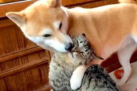 猫のことが大好きすぎる犬→愛が溢れて『チューをした』結果…思わず吹き出す攻防戦が454万再生「戦意喪失してて草」「大人しくて笑うｗｗ」