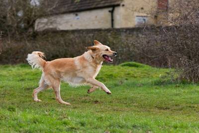 犬の『しっぽ』から読み取れる心理4つ　動かし方からわかる愛犬の感情や判断する方法まで