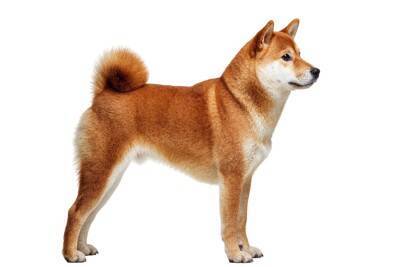 犬の『しっぽ』から読み取れる心理4つ　動かし方からわかる愛犬の感情や判断する方法まで