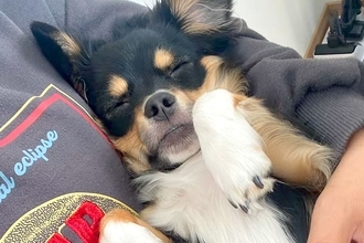 犬があまりにもご飯を食べないので、心配で病院に連れて行ったら…予想外だった『まさかの診断結果』に反響「すごい診断名ｗｗ」「あるある」