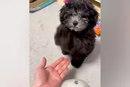 子犬に『お手』をさせてみた結果→ドヤ顔が可愛すぎる『強めなお手』が127万再生「頭の軸ぶれないｗｗ」「関節からお手するタイプで草」と絶賛