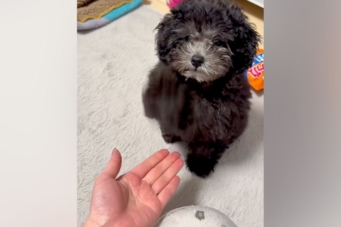 子犬に『お手』をさせてみた結果→ドヤ顔が可愛すぎる『強めなお手』が127万再生「頭の軸ぶれないｗｗ」「関節からお手するタイプで草」と絶賛