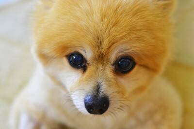 犬が『散歩に行きたい』と伝えているサイン4つ　どうしても行けない場合の対応まで