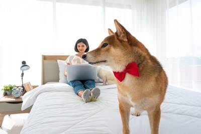 犬が『興味を示さない人』とは？どんな行動を見せるの？主な共通点や関心を持ってもらう方法まで