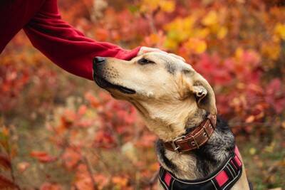 犬が『興味を示さない人』とは？どんな行動を見せるの？主な共通点や関心を持ってもらう方法まで