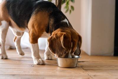 犬が食べると『消化不良』を引き起こす食べ物５選　消化機能が低下してしまう原因まで