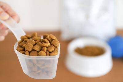 犬が食べると『消化不良』を引き起こす食べ物５選　消化機能が低下してしまう原因まで