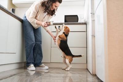 犬が食べると『消化不良』を引き起こす食べ物５選　消化機能が低下してしまう原因まで