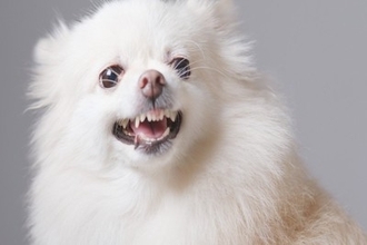 犬が『散歩拒否』する心理3つ　道端で歩かなくなってしまうワケや対処法までご紹介