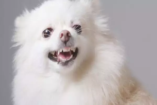 犬が『散歩拒否』する心理3つ　道端で歩かなくなってしまうワケや対処法までご紹介