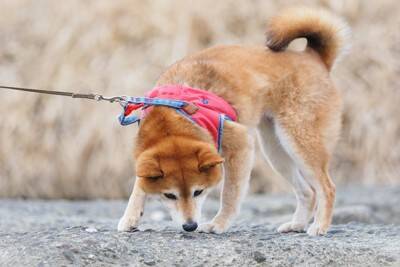 犬が『散歩拒否』する心理3つ　道端で歩かなくなってしまうワケや対処法までご紹介
