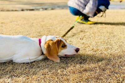 犬が『散歩拒否』する心理3つ　道端で歩かなくなってしまうワケや対処法までご紹介