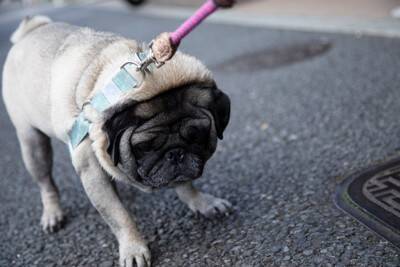 犬が『散歩拒否』する心理3つ　道端で歩かなくなってしまうワケや対処法までご紹介