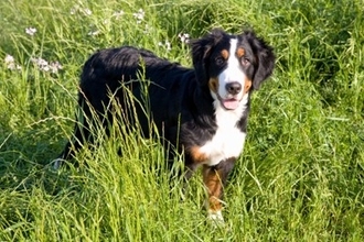 犬にとって超危険な『有害な虫』5選　愛犬が触れてしまったときにみられる症状や予防策まで