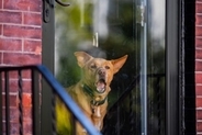 犬に『いってきます』と言わないほうがいい理由2つ　愛犬にとってのデメリットや外出前に心がけることまで