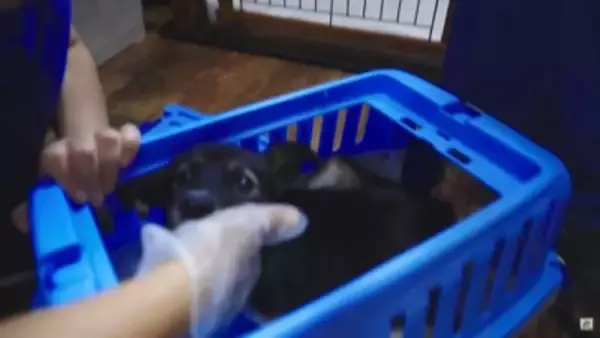 『噛み犬』と言われたワンコを保護、まさかの『噛まない子』と判明…レスキュースタッフの愛情に涙が止まらない「胸が痛みます」と53万再生