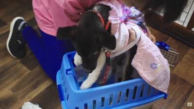 『噛み犬』と言われたワンコを保護、まさかの『噛まない子』と判明…レスキュースタッフの愛情に涙が止まらない「胸が痛みます」と53万再生