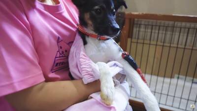 『噛み犬』と言われたワンコを保護、まさかの『噛まない子』と判明…レスキュースタッフの愛情に涙が止まらない「胸が痛みます」と53万再生