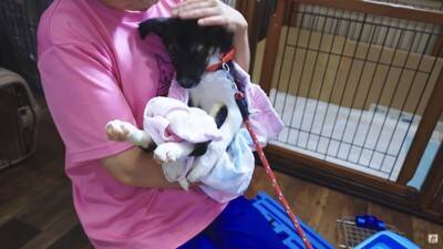 『噛み犬』と言われたワンコを保護、まさかの『噛まない子』と判明…レスキュースタッフの愛情に涙が止まらない「胸が痛みます」と53万再生