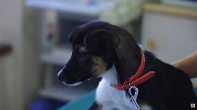 『噛み犬』と言われたワンコを保護、まさかの『噛まない子』と判明…レスキュースタッフの愛情に涙が止まらない「胸が痛みます」と53万再生