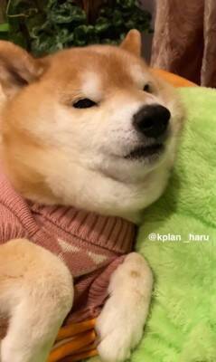 『犬も足の裏くすぐったいのか？』検証してみた結果…想定とは違う『まさかの反応』が14万再生「文句言ってるｗ」「おしゃべり上手で可愛い」