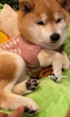 『犬も足の裏くすぐったいのか？』検証してみた結果…想定とは違う『まさかの反応』が14万再生「文句言ってるｗ」「おしゃべり上手で可愛い」