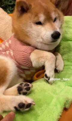 『犬も足の裏くすぐったいのか？』検証してみた結果…想定とは違う『まさかの反応』が14万再生「文句言ってるｗ」「おしゃべり上手で可愛い」