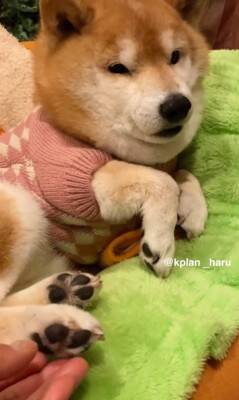 『犬も足の裏くすぐったいのか？』検証してみた結果…想定とは違う『まさかの反応』が14万再生「文句言ってるｗ」「おしゃべり上手で可愛い」