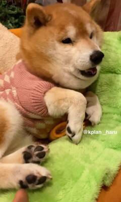 『犬も足の裏くすぐったいのか？』検証してみた結果…想定とは違う『まさかの反応』が14万再生「文句言ってるｗ」「おしゃべり上手で可愛い」