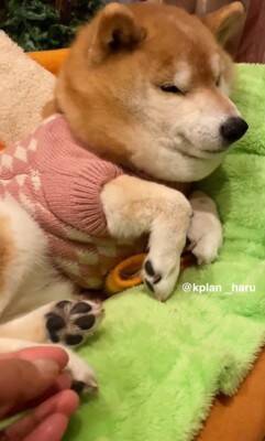 『犬も足の裏くすぐったいのか？』検証してみた結果…想定とは違う『まさかの反応』が14万再生「文句言ってるｗ」「おしゃべり上手で可愛い」