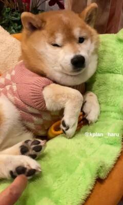 『犬も足の裏くすぐったいのか？』検証してみた結果…想定とは違う『まさかの反応』が14万再生「文句言ってるｗ」「おしゃべり上手で可愛い」