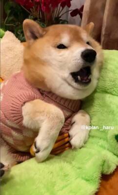 『犬も足の裏くすぐったいのか？』検証してみた結果…想定とは違う『まさかの反応』が14万再生「文句言ってるｗ」「おしゃべり上手で可愛い」